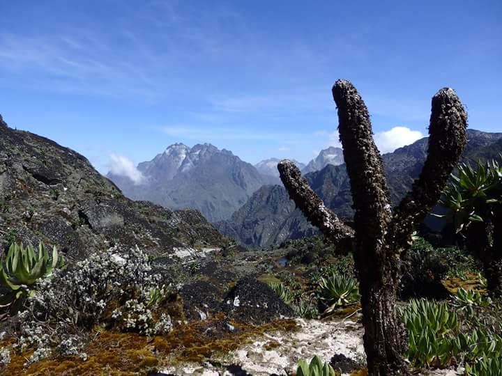 KatweTourism_DC's tweet photo. The Rwenzori Mountains National Park is one of the most scenic parks in Africa with amazing views. Taking a mystical challenge to reach on top of its peaks is an all time success to celebrate your physical fitness. 
@NatureUganda 
@Tourismuganda 
@TouroperatorsUG https://t.co/edvdSXfNuW