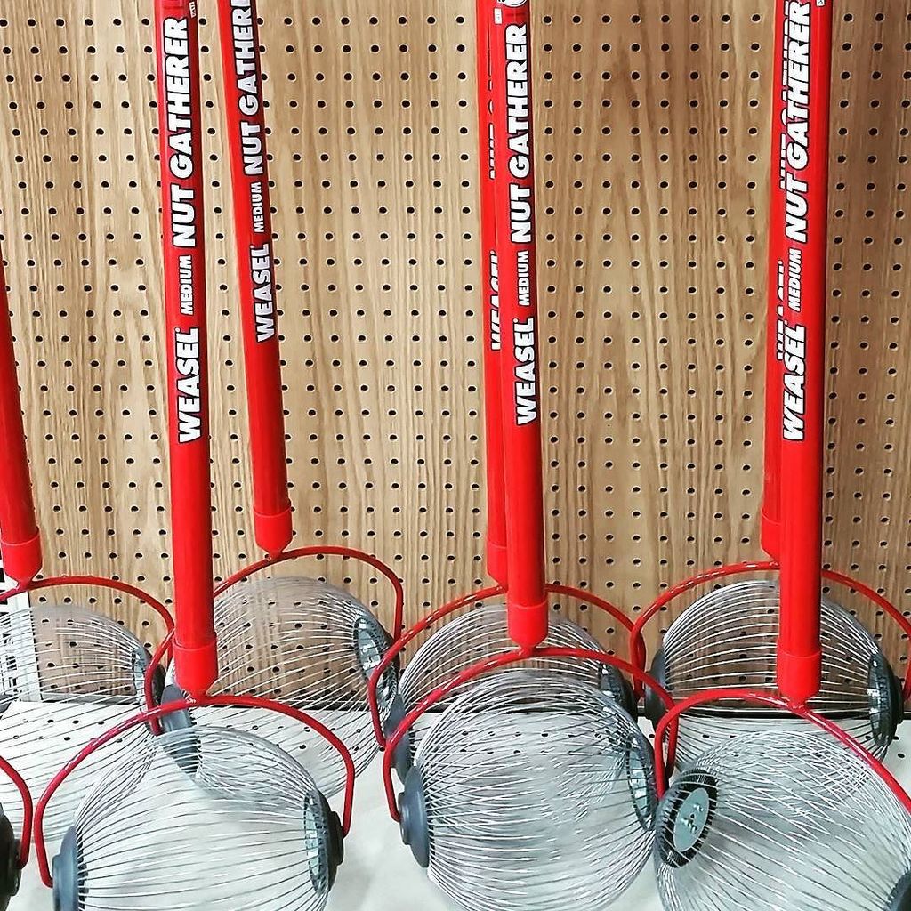 HorseNHoundFeed's tweet image. Nuts, nuts, and more nuts! If your yard is overrun with pecans, here's an easy way to gather them!  Grab some burlap sacks to load, and you're in business!  #pecanseason #nutgathering #pecans #lascruces ift.tt/2zGcrHL