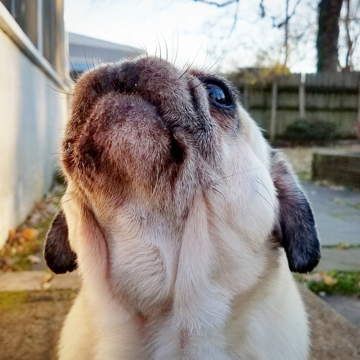 funaek's tweet photo. "AWOOOOOOOWOOOO!" #singingthesongofherpeople #divapug https://t.co/MVmXNhRmDy