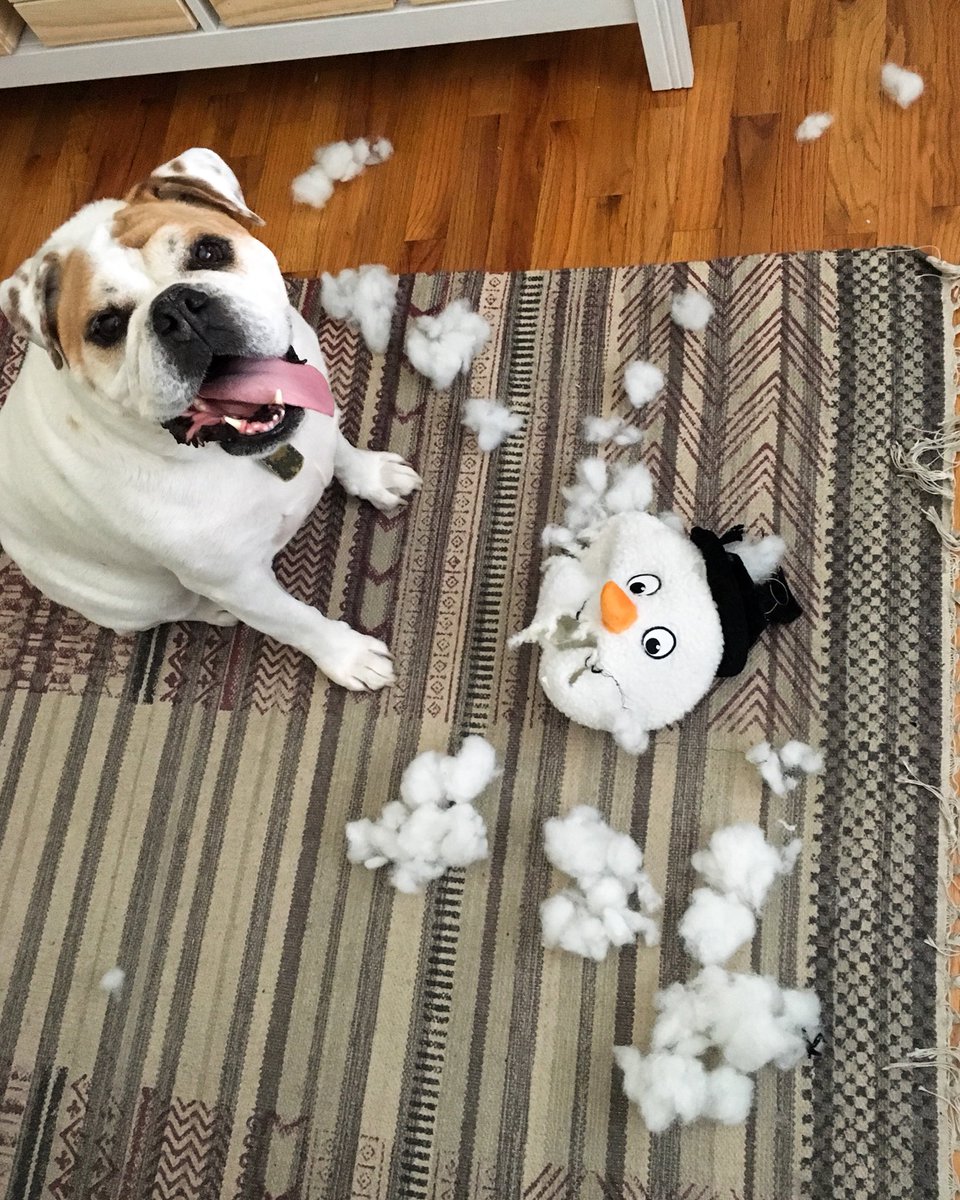 missjackieee's tweet photo. Happy December ⛄️ #LifeWithGoose https://t.co/ukreEQpneD
