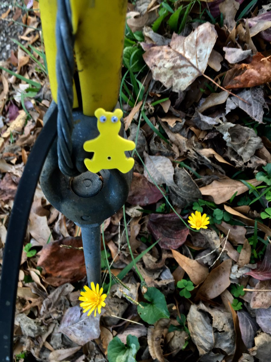 AShoeBearPlanet's tweet photo. Shoe Bear™ with dandelions. Milledge Circle. Athens, Georgia. #Dandelion #WildFlower #Leaves #Yellow #Bloom #GrowingWild #Pole #RoadSide #Fall #FallLeaves #FallInGeorgia #Georgia #TheLeavesareTurning #ShoeBears #TakeShoeBearsWithYou #recycle https://t.co/lTlObPYhsz