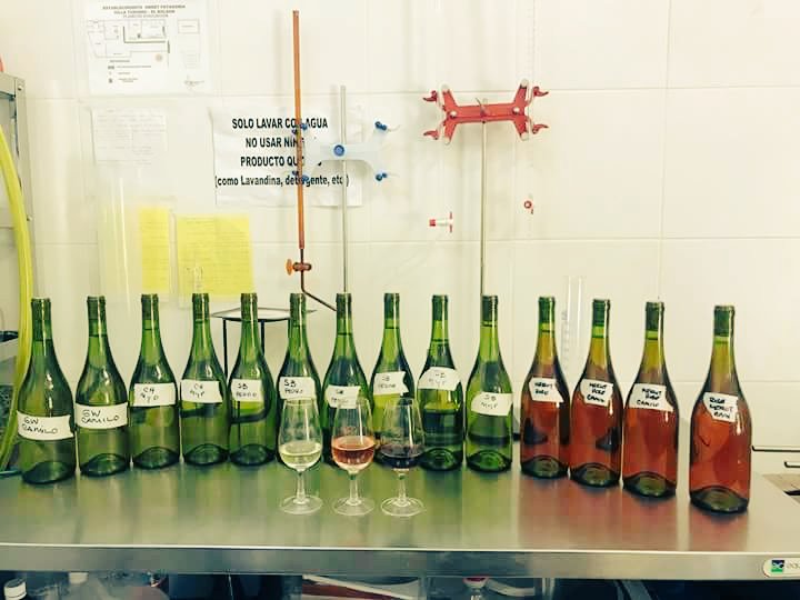 Viñedos Mas Austral tweet media