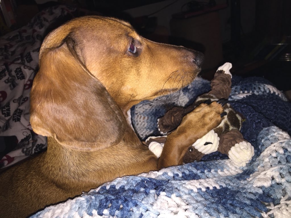 BorisCallie's tweet photo. Bwahaha it is because I have stolen your toy. https://t.co/xZIpiBwSuh