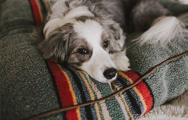 UnleashedLife's tweet photo. The perfect choice for weekend naps, the Yakima Mineral Umber bed! Find it here: https://t.co/JSv9vRmYoX #UnleashedLife #dogs #dogbeds #doglover #ilovemydog #furbabies #tgif https://t.co/ZD6468Qjmm