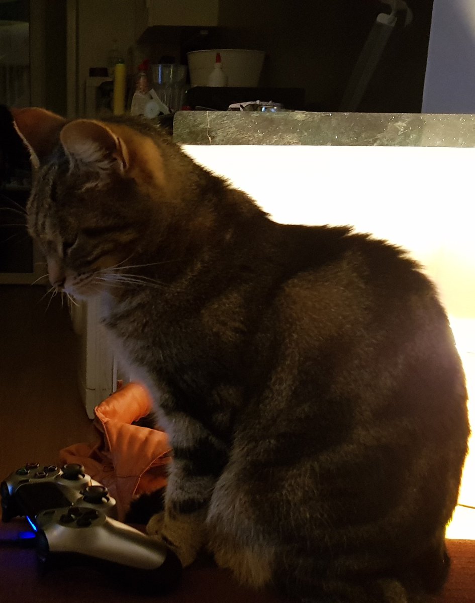 MrsBthefatone's tweet photo. I kick ass at call of duty! #playstationskillz #CatsofTwitter #cats #Cat #badass https://t.co/EMjtqlHWk9