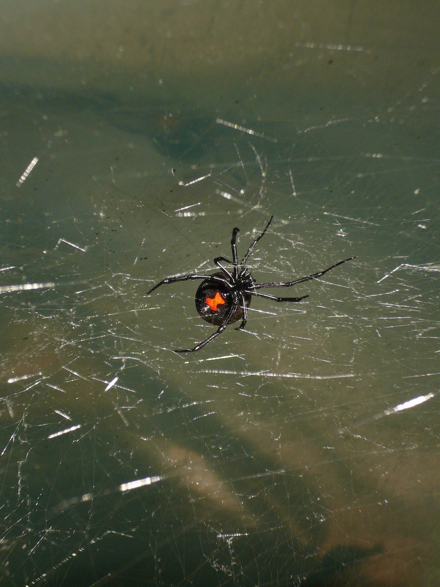 preferredpestoc's tweet photo. One bite from this spider won't turn you to Spider-Manπ·πΈ blackwidows are one of the most deadly spiders In North America. https://t.co/KroXYfAxld
#pestcontrol #spiders #fear #pestcontrolservice #pestcontrol #unwantedpestcontrolservices #PreferredPestControl #pestsolitions https://t.co/OVG5KdDEcS