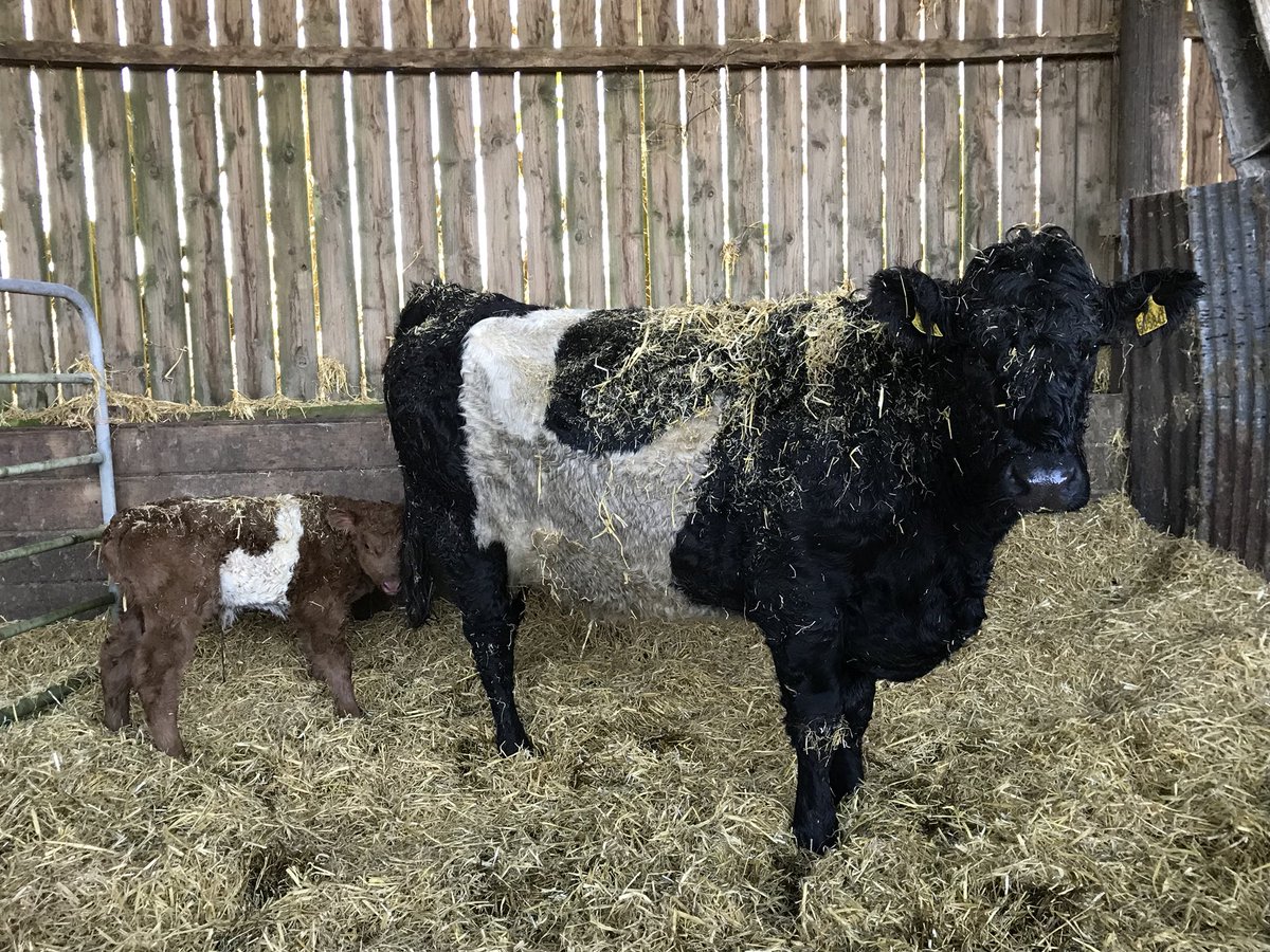 teamStripe's tweet photo. #RedStripe AAX Bull Calf for #5841Kelly both last night #teamStripeNextGeneration https://t.co/r3c0G9y1Av