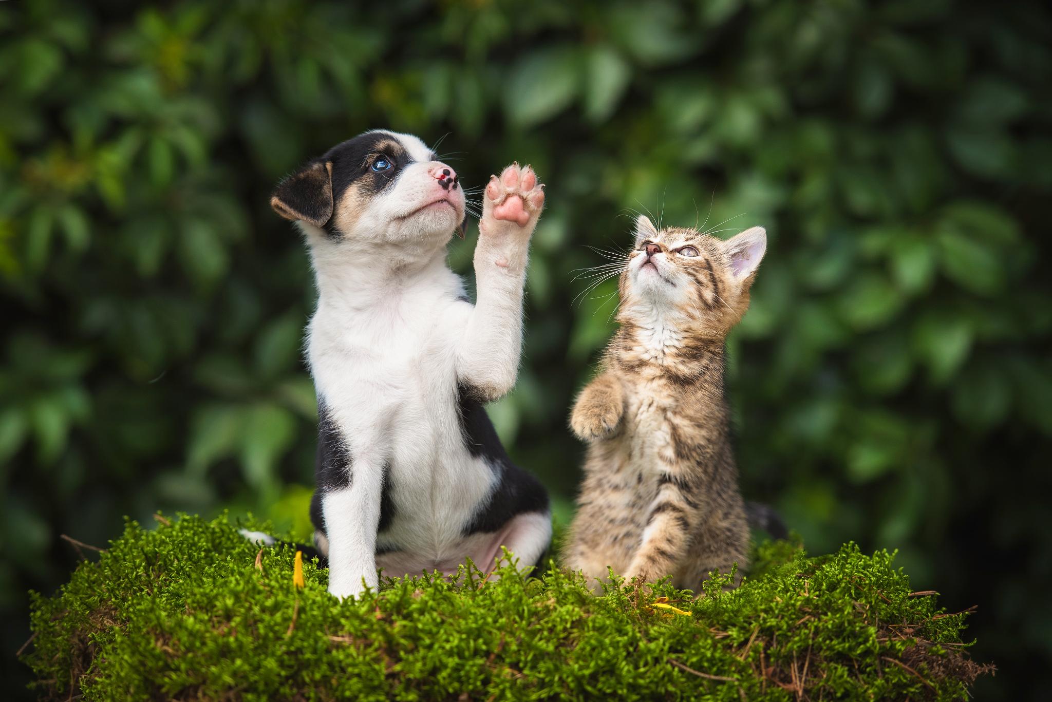 Are Dogs Really Smarter Than Cats?