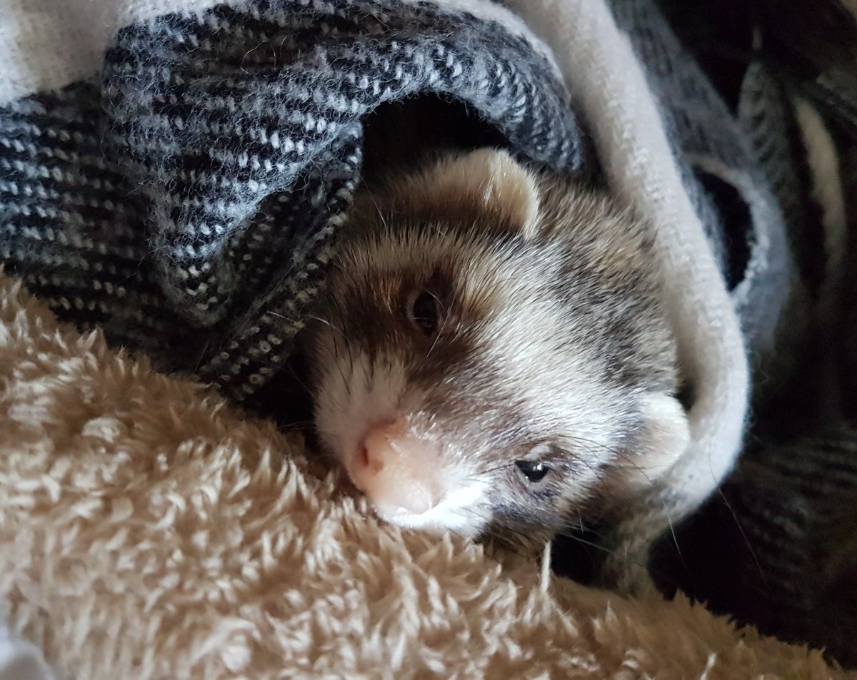 Peej357's tweet photo. #FurtasticFour #ferret Verity is snug as a bug https://t.co/EnMIlN3raf