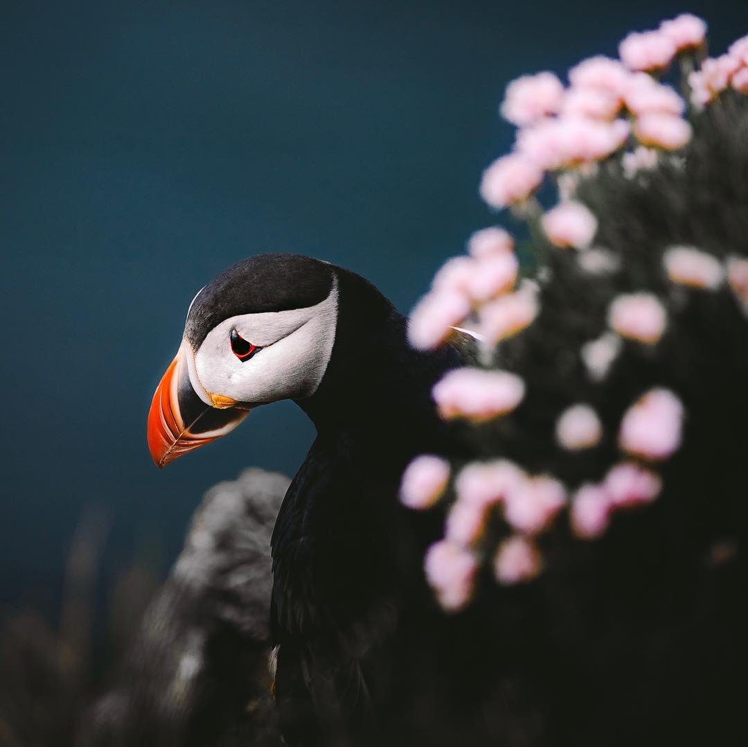 earth's tweet photo. The fighting puffins of Iceland 🥊 https://t.co/bjHC8llYu8