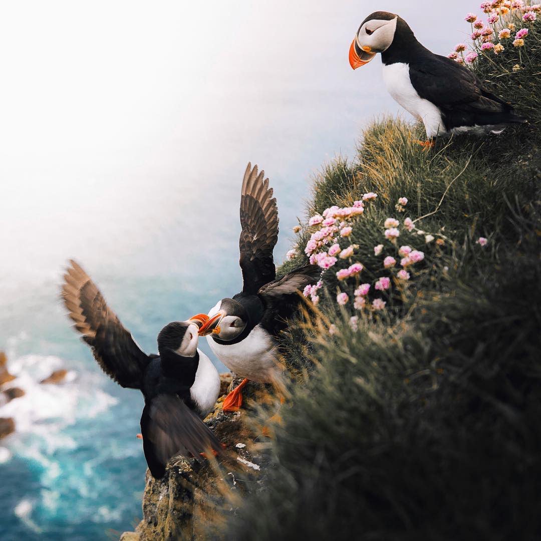 earth's tweet photo. The fighting puffins of Iceland 🥊 https://t.co/bjHC8llYu8
