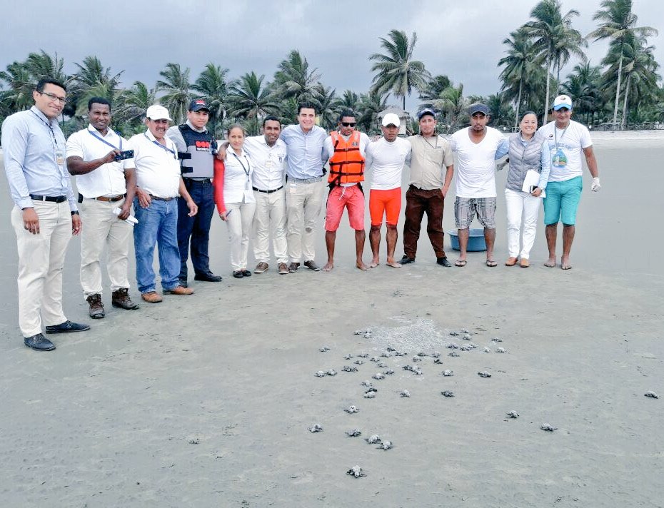 MAE_Zonal2's tweet photo. Eclosión de nido de tortuga marina golfina en Playa Portete con un total de 75 neonatos; se realizó el monitoreo total de la eclosión con la participación de Refugio de Vida Silvestre Manglares Estuario Río Muisne y funcionarios de @DecameronHotels https://t.co/TmioS5SBSb