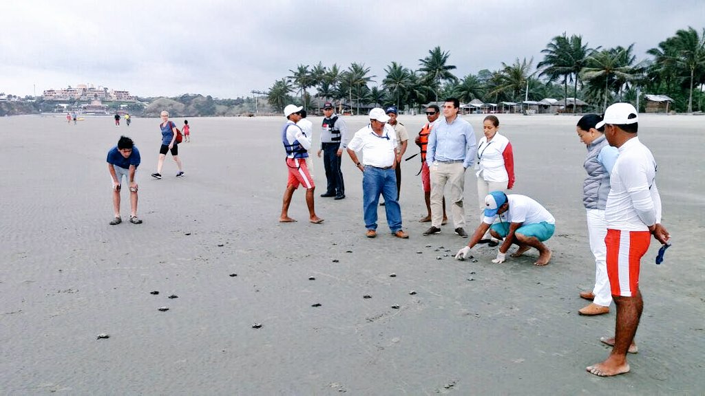 MAE_Zonal2's tweet photo. Eclosión de nido de tortuga marina golfina en Playa Portete con un total de 75 neonatos; se realizó el monitoreo total de la eclosión con la participación de Refugio de Vida Silvestre Manglares Estuario Río Muisne y funcionarios de @DecameronHotels https://t.co/TmioS5SBSb