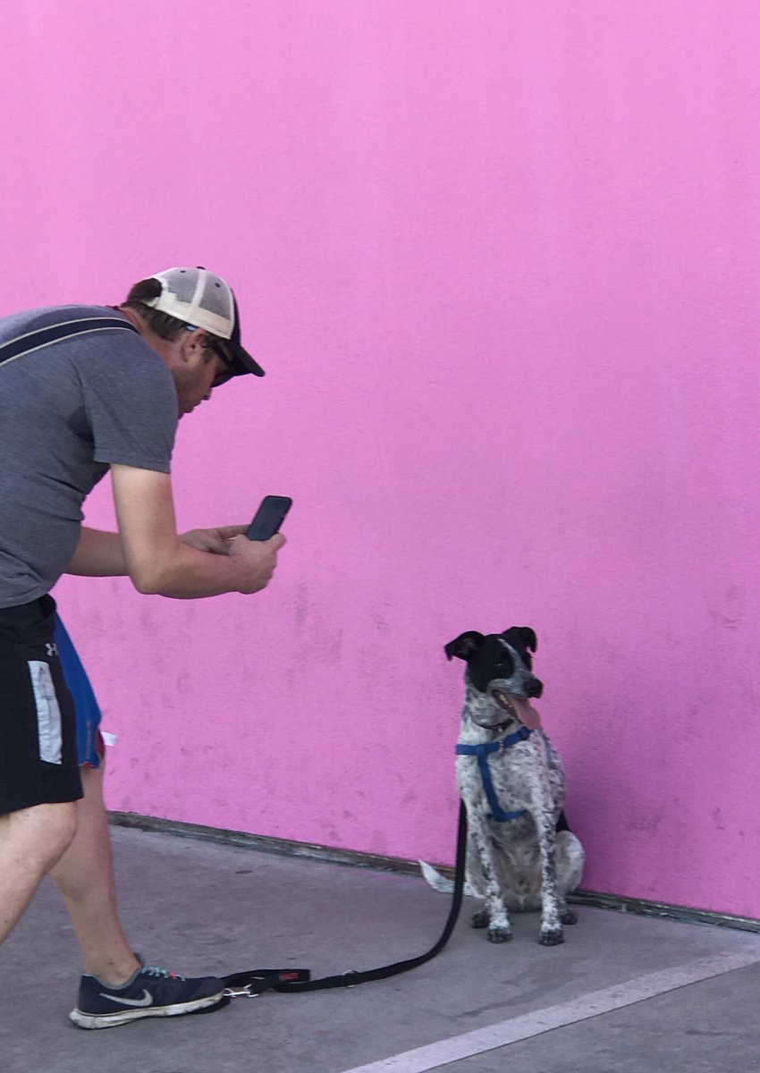 gooddogden's tweet photo. Paul Smith Pink Wall Posing @PaulSmithDesign 
Every DEN Dog Bed or Toy bought, gives one to a rescue dog.  
PLEASE HELP RESCUE DOGS🐕💕 https://t.co/mE2h7BZcre https://t.co/EcmRYSceU7