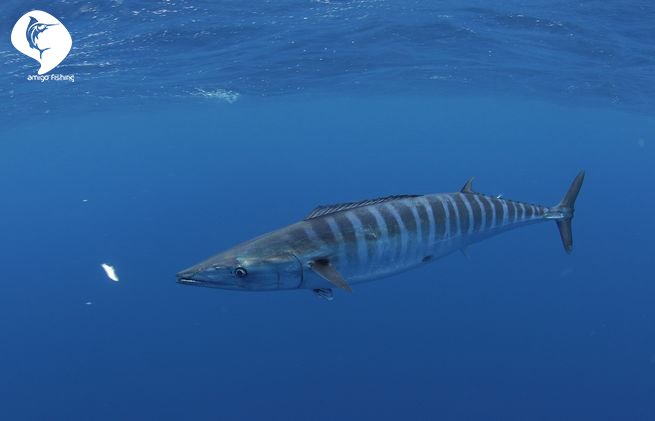 amigo_fishing's tweet photo. A lone and stunning wahoo. 🛫🏖️🐟🛥️
Make your reservation right now! --> https://t.co/nc3ffeqHbe

#amigofishing #tour #fishing #roadtrip #vacation #Travelnow #mexico #cancun #travelmexico #visitmexico #timetofishing #gofishing #sportfishing #travelcancun https://t.co/HBW7rvlL8O
