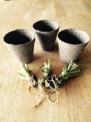 ORCoastWasabi's tweet photo. We Now Offer Gift Certificates! 

We have made it easier for you to share some Oregon Coast Wasabi love over the holidays.

We now offer TWO Gift Certificates - 

Garden - https://t.co/Im4R1lZdls

Culinary - https://t.co/n3A6coYjWR 

#Wasabi #OregonCoast #Oregon #FreshHotReal https://t.co/7Le9sSPpm5