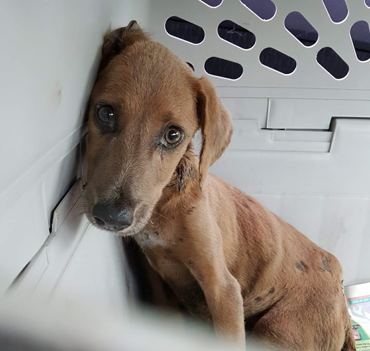 HavenMobay's tweet photo. Prayers for little Amber, currently with our vet undergoing treatment #Rescue  #dogsoftwitter #AdoptDontShop #compassion https://t.co/GF7bfFXAce