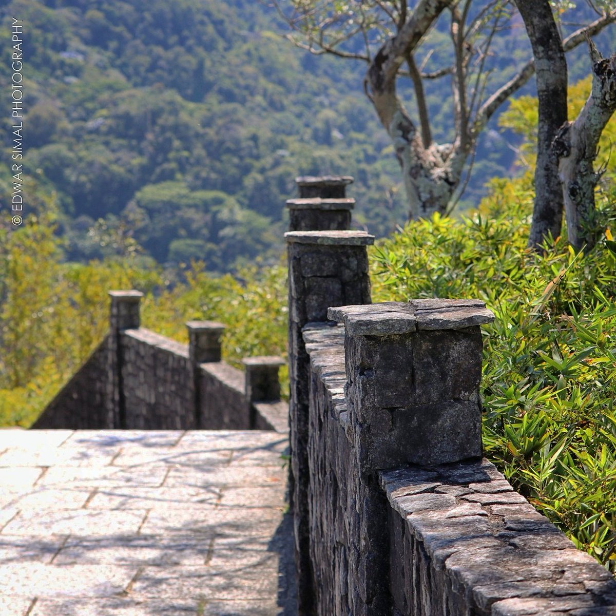 edwarsimal's tweet photo. Path of tranquility. || #tijuca #riodejaneiro #brasil #brazil
#photography #travel #traveller #traveler #travelling #lifestyle #life #beautifuldestinations #beautiful #beautifulday #destination #worldmarvel #marvel #marvelous #thanks #nature #mountain #green #path https://t.co/XBWKdNkr31