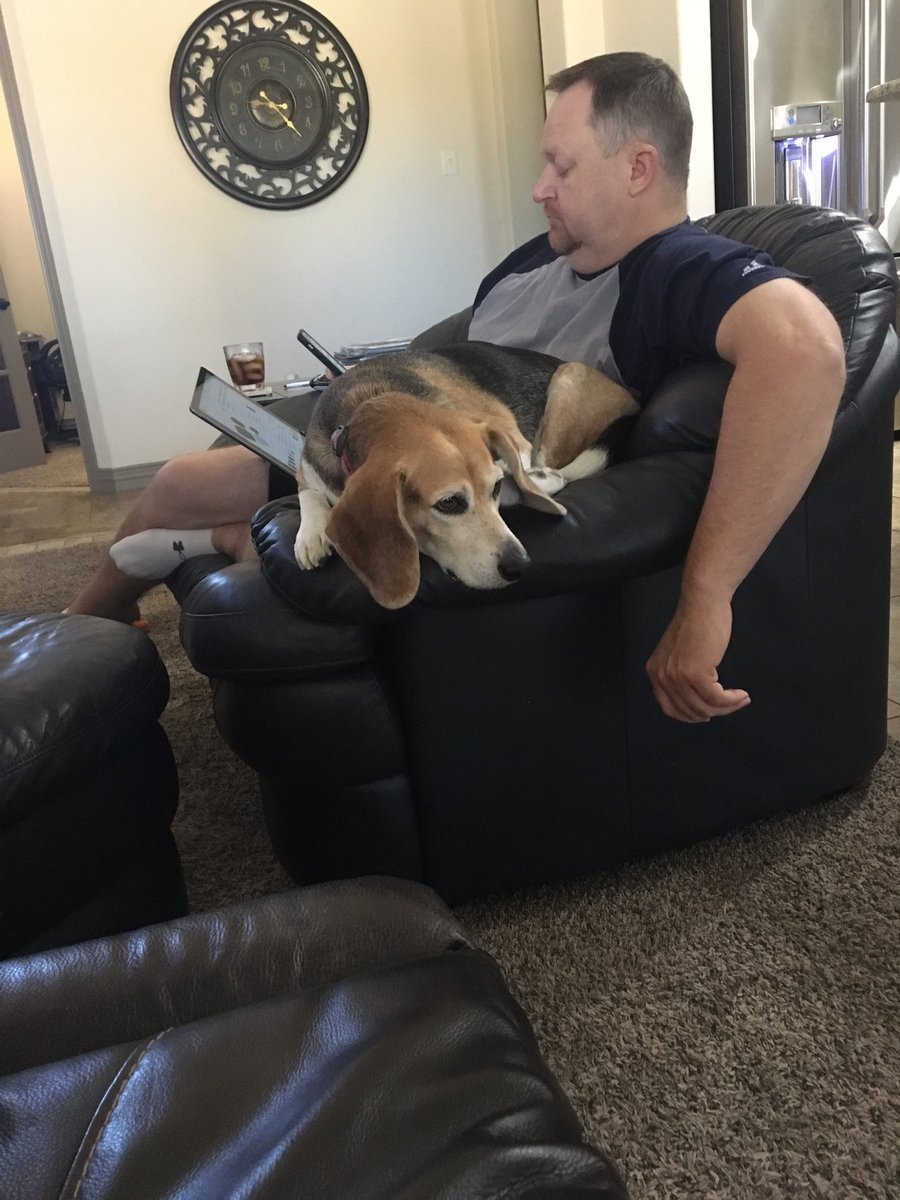 texas_beagles's tweet photo. Chance is helping his Uncle Jimmy with his shopping. #BeaglesAreHelpful https://t.co/8ffqeCx8m9