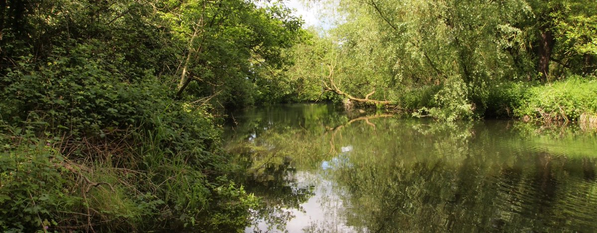oldweirdbritain's tweet photo. Oxen walk on water! Two oxen were given free rein to pull a cart carrying the body of St #Wulstan. They crossed the River Wensum, the wheels passing over the surface of the water as if it was dry land. The tracks can be seen to this day. #Norfolk #10thC https://t.co/Bd8jrpcByk