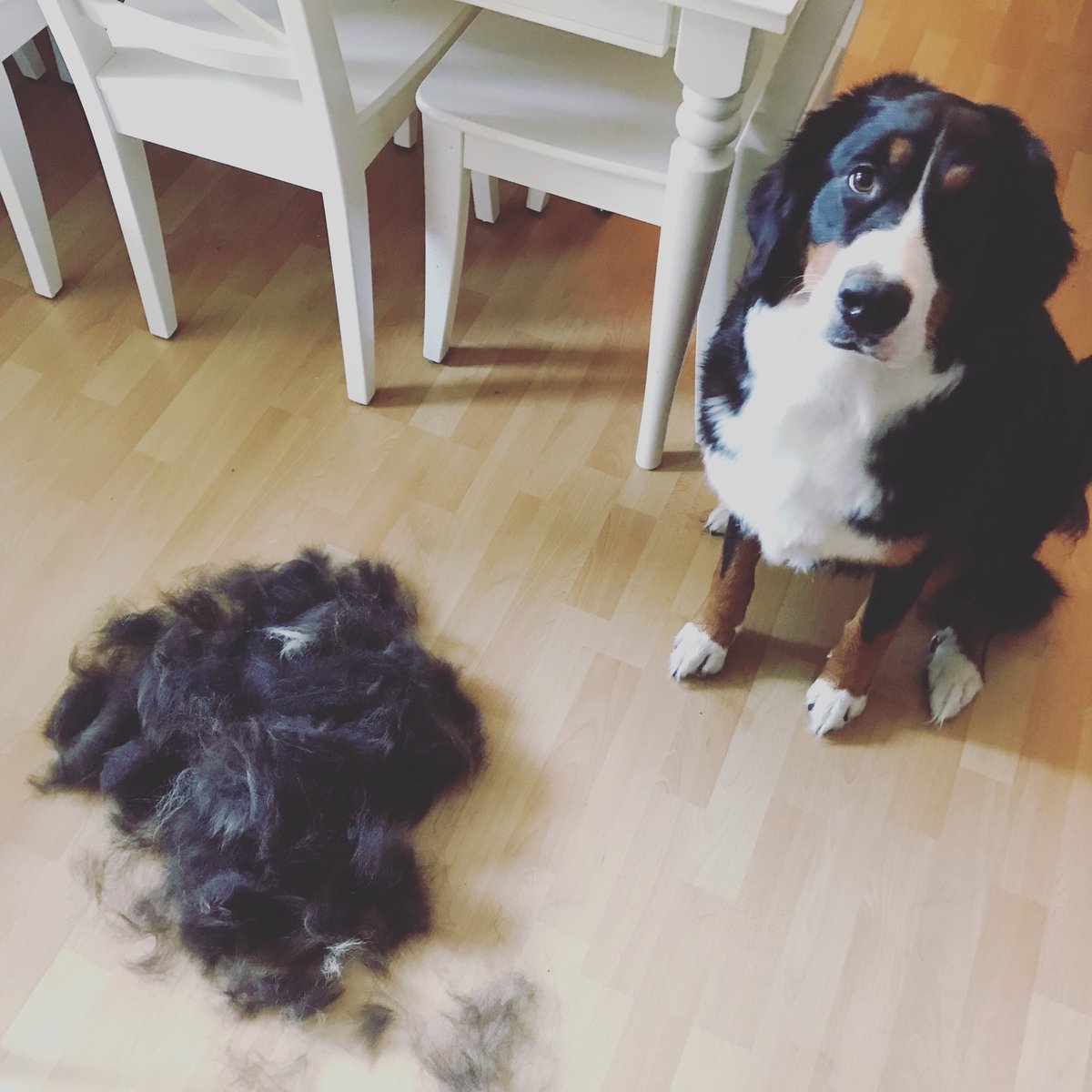 MangoJT's tweet photo. Grooming the dog ✔️... now packing everything for Denmark 🇩🇰 #vacationpreparation #doggykindaday #denmark2017 #BerneseMountainDog https://t.co/tGndNnvRm6