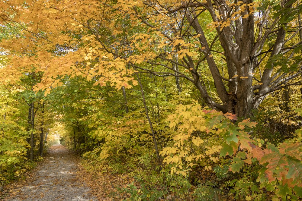 SeasonsMidland's tweet photo. A trail a day keeps the doctor away :). #MidlandON #Walking #Hiking #LiveForNature #FlashbackFriday https://t.co/h0qm3Jt7wv