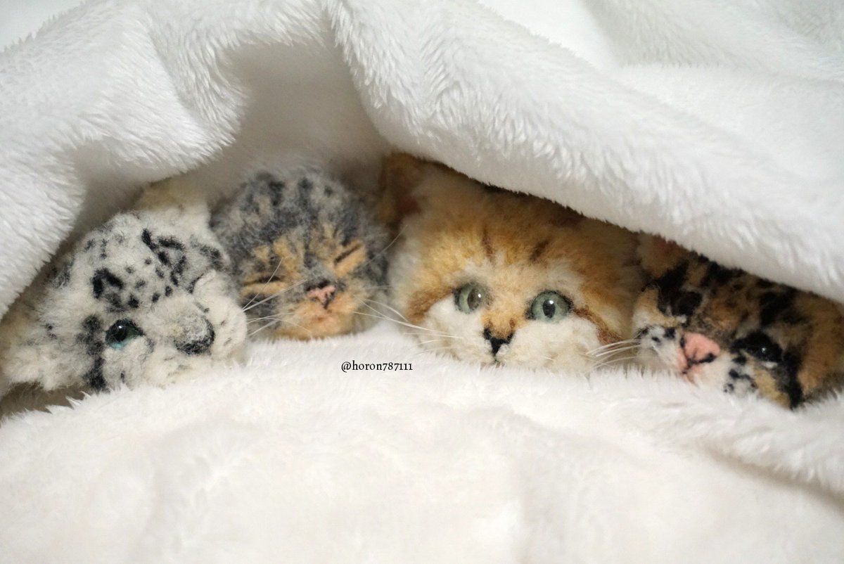 美しきwildcat展 Twitter Search 美しきwildcat展 Twitter Search