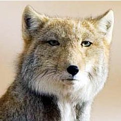 تويتر ゆきもち 水彩 على تويتر Morimin1073 Hutuunomojihauterunoni わ Abcむずかしいい ｵｷﾞｬｰｰｰｰｰ