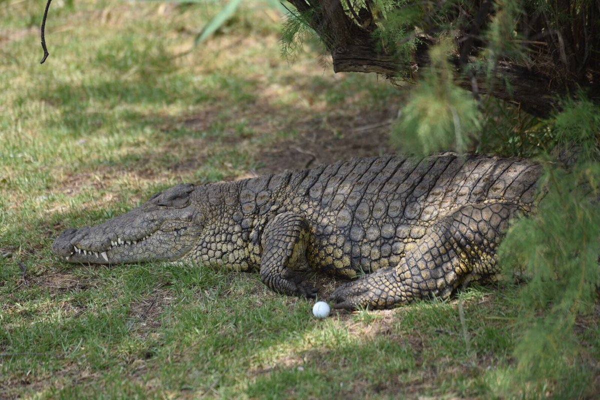 When you don’t even think about playing the ball as it lies