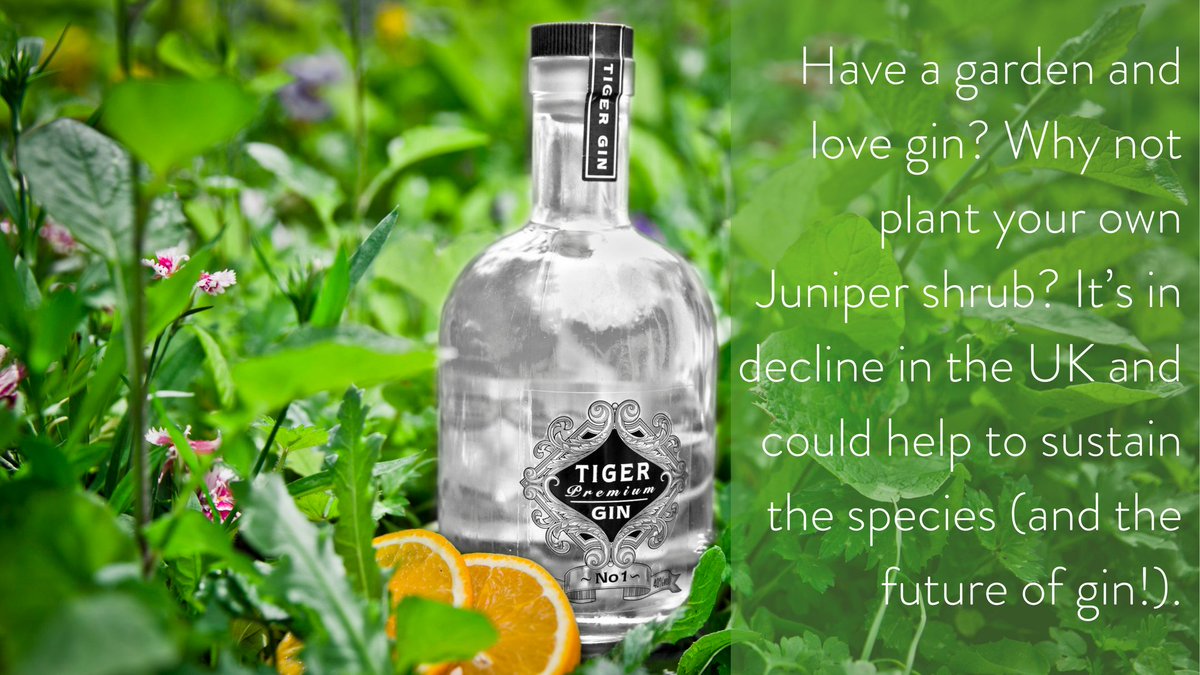 Any green-fingered #Gin drinkers out there? Please help us!!!