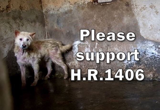 IreneCoteGSD's tweet photo. @RileyChi2 @Raul_Labrador WE #AMERICANS LOVE OUR #CompanionsAnimals. THE LIST IS ENDLESS IN ALL THEY GIVE TO US. IT IS TIME TO GIVE BACK TO THEM & #PROTECT THEM UNDER THE #DogCatMeatTradeProhibitionActOf2017ππ» THEY SIT FOR US WE MUST NOW STAND FOR THEM. PLEASE SHOW YOUR SUPPORT & #COSPONSER βπΌ#HR1406 https://t.co/bLx8ImwTxE