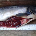 Photo by IFI Invasive Species (@AISIreland)