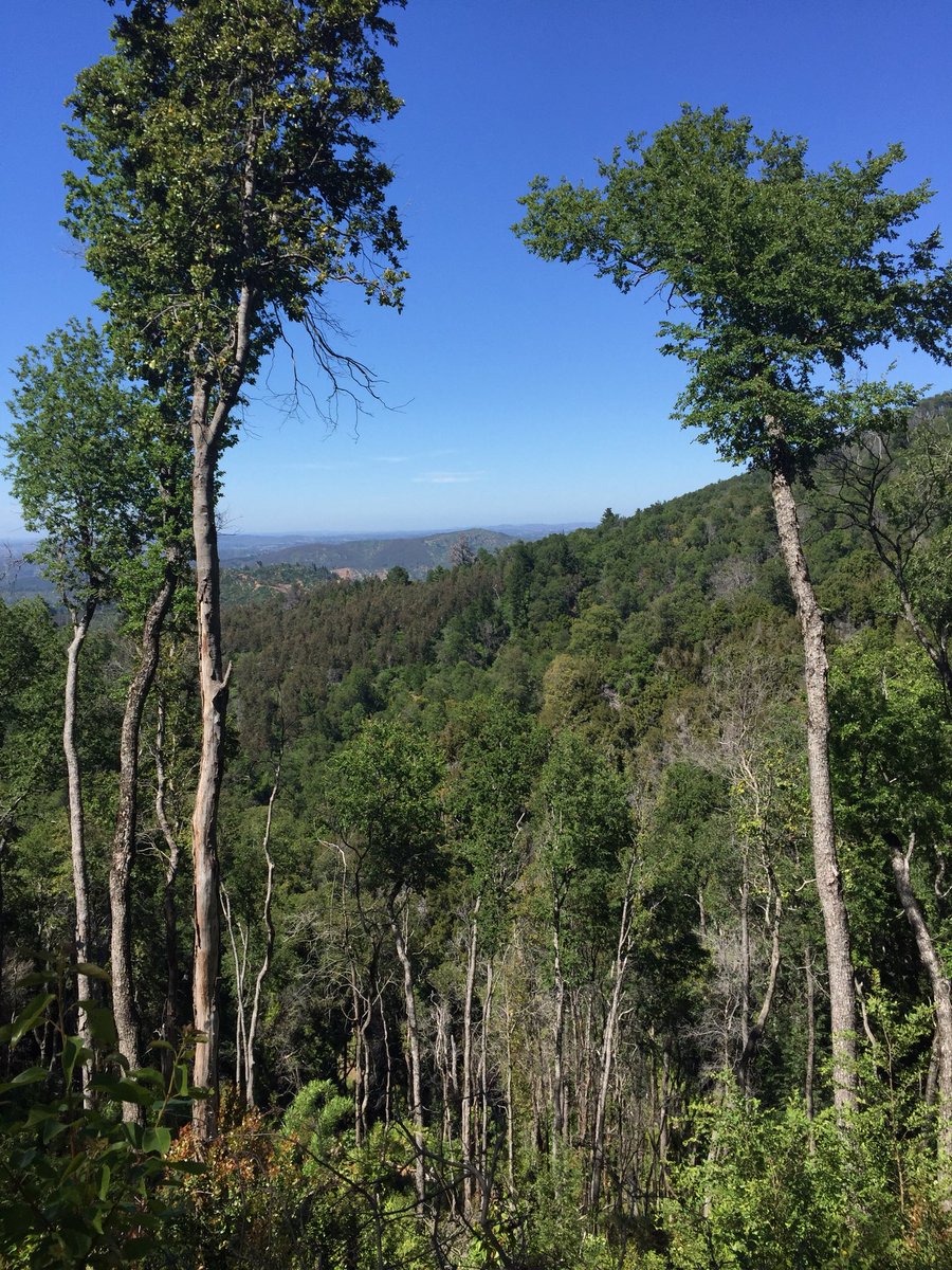 andyheald's tweet photo. This morning’s field trip was to a restoration site following the 2012 fire. How best to restore native #forests & who should pay? #NGP2017 https://t.co/R5BFi8RmNY