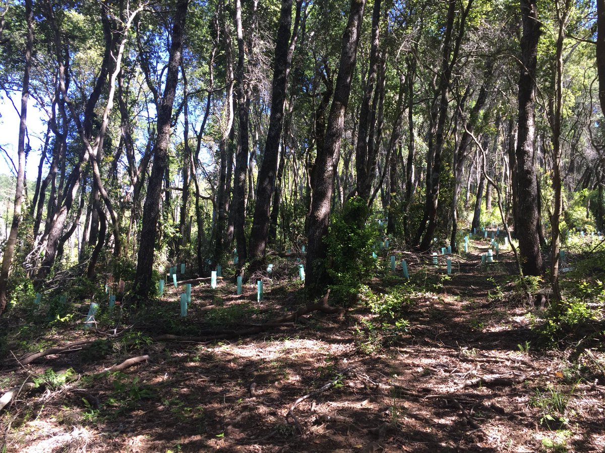 andyheald's tweet photo. This morning’s field trip was to a restoration site following the 2012 fire. How best to restore native #forests & who should pay? #NGP2017 https://t.co/R5BFi8RmNY