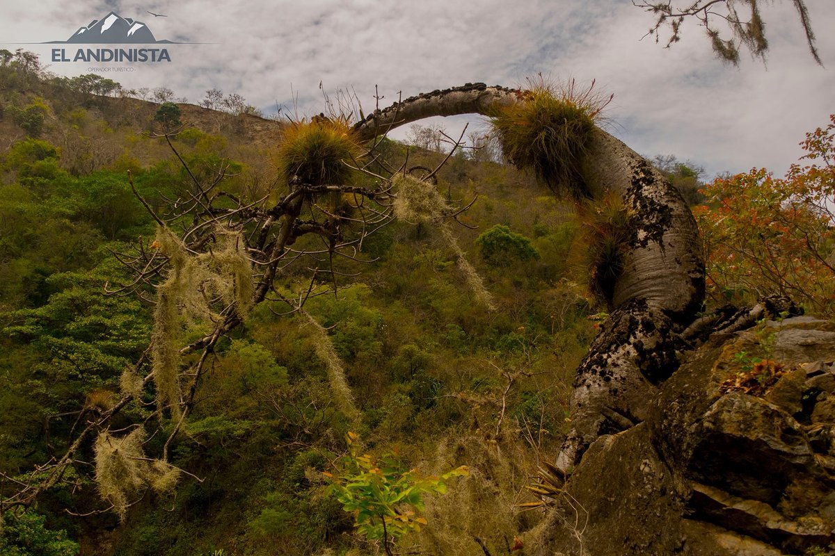 EAndinista's tweet photo. #TurismodeNaturaleza Senderos que conducen a nuevos rumbos, en un País tan #Biodiverso como lo es #Colombia  Bienvenidos a la Provincia de #GarciaRovira en el Departamento de Santander y Conozca la Ceiba Barrigona, arbol éndemico del #CañonDelChicamocha https://t.co/D3otwWy5rW
