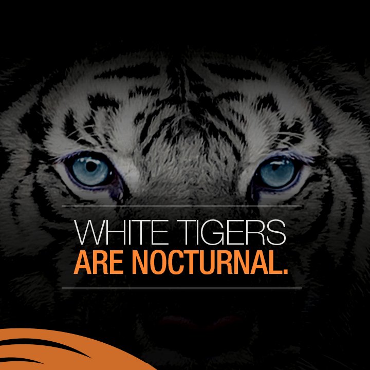 Save Our Tigers tweet media