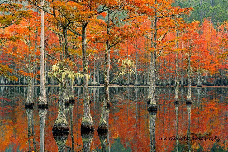 ExploreGeorgia's tweet photo. "This is another scene from George L. Smith State Park in Georgia. The soft light before dawn enhances the reflections of the orange needles of the Cypress trees in the glass smooth waters of the mill pond. I love photography in the early morning hours." - Eric Albright https://t.co/aI7SJyTdlz