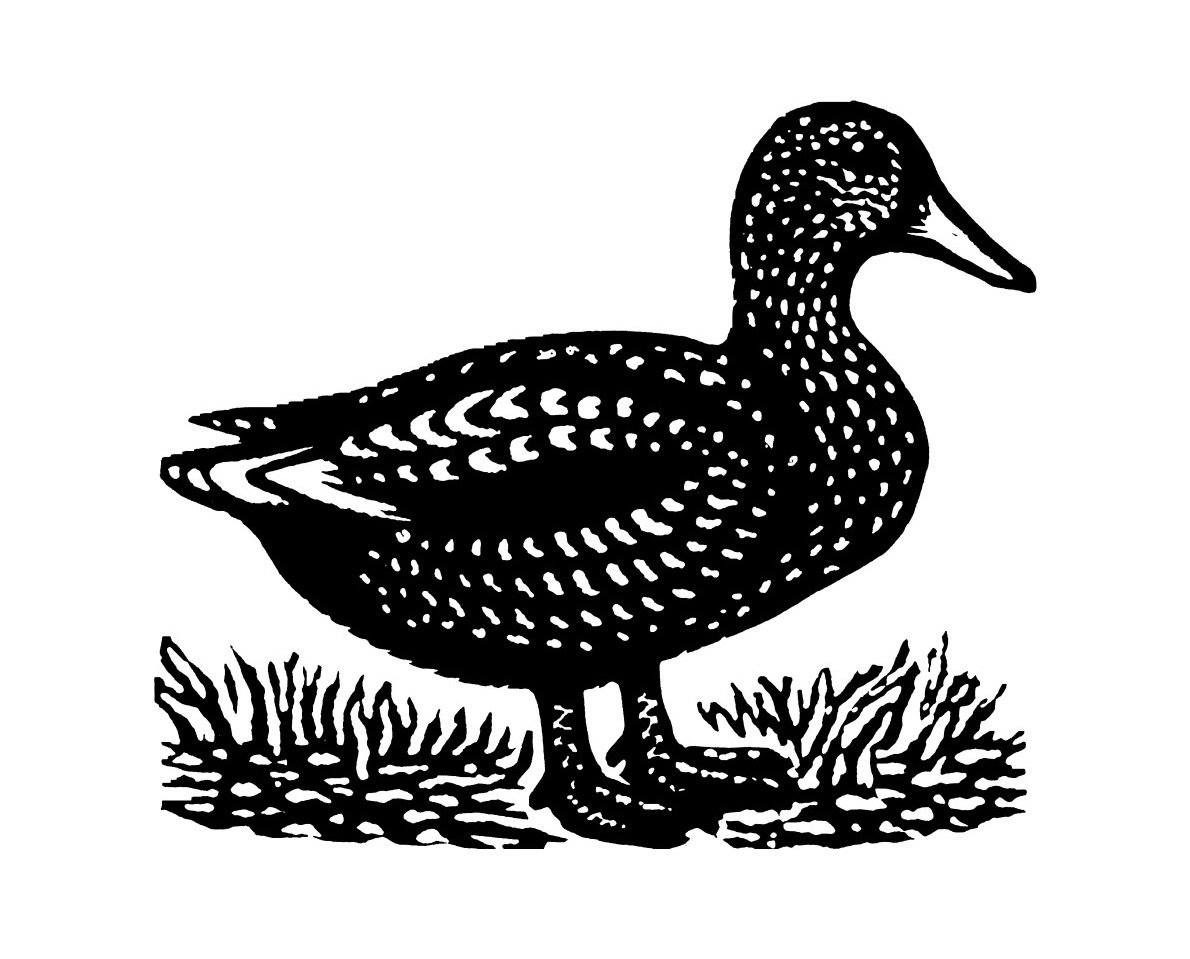 Duckbooks's tweet photo. #SPWeek17 #SPWshop 
We're proud to be #indiestrong -
it allows us to work intimately with our authors and, as we're a small team, we're all on the same page (as it were...📖)
Next year marks our 120th anniversary, so we must be doing something right!
#shopsmall #shopsmallbusiness https://t.co/DPHYExWYx7