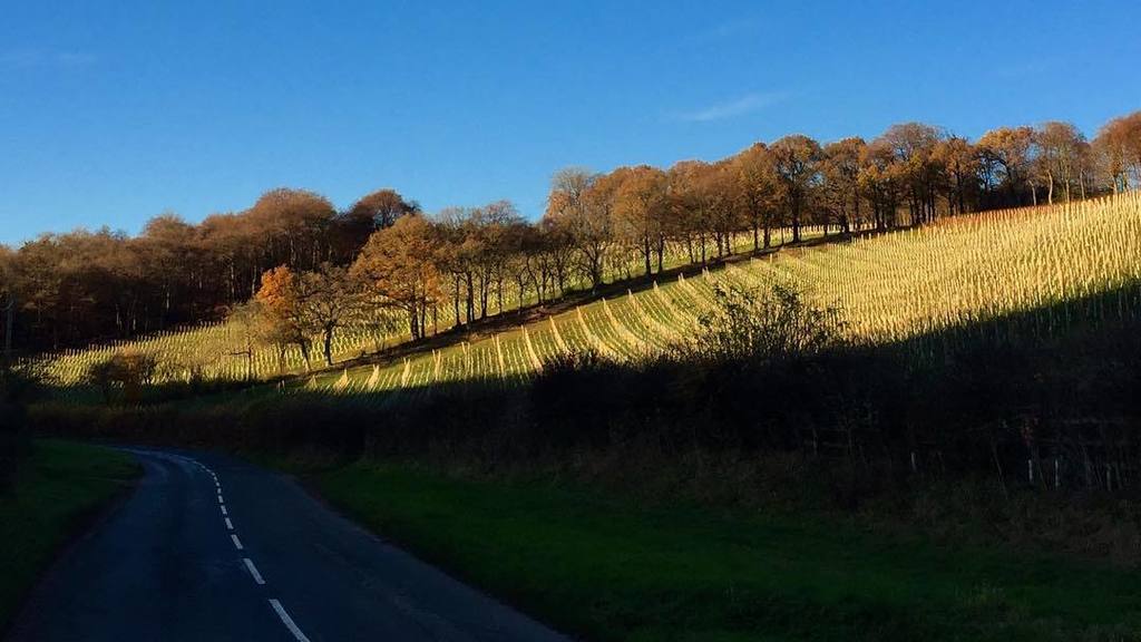 Ryan Davies tweet media