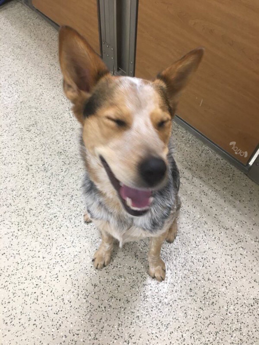 dog_rates's tweet photo. This is Mac. He was just called “the handsomest boy.” Quite the compupliment. 13/10 would blush if he could https://t.co/1OvFJm63JD