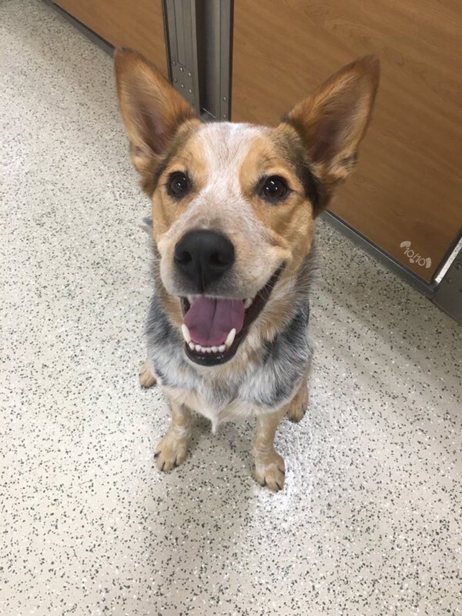 dog_rates's tweet photo. This is Mac. He was just called “the handsomest boy.” Quite the compupliment. 13/10 would blush if he could https://t.co/1OvFJm63JD