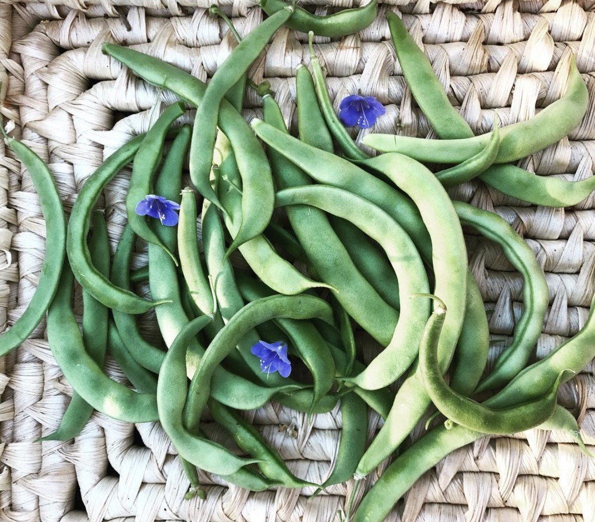 Whitney_Farms's tweet photo. What do you bean? #greenbeans  (📸: IG pamplemousse_blog) https://t.co/ApTw46CfuT