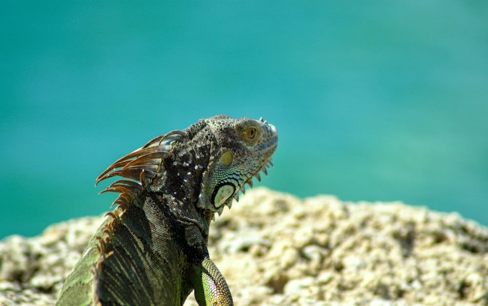 thefloridakeys's tweet photo. Happy #PhotoFriday! Although Thanksgiving is over, we should all do our best to be thankful for the beauty of nature and it's many wonderful creatures everyday! π·: Kyle Stumler #nature #thankful #wildlife #beautiful #flkeys #visitflkeys #travel https://t.co/CCWIGRrQ4d