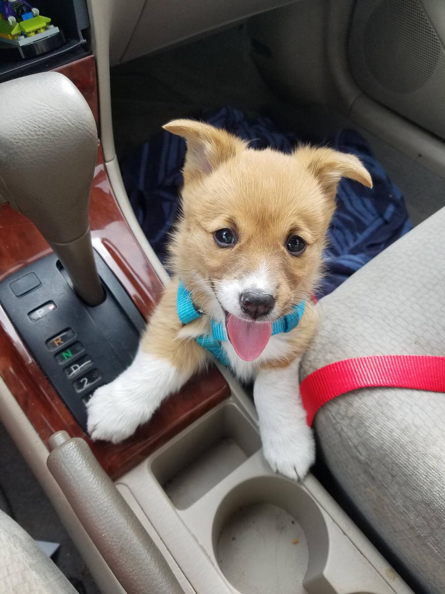 GordonFetcher's tweet photo. This #littleprincess is going on her #FirstCarRide #dogsoftwitter #soexcited #corgipuppy #adventure #puppy #cute #corgi #corgisofsnapchat https://t.co/CH9r0uquG2