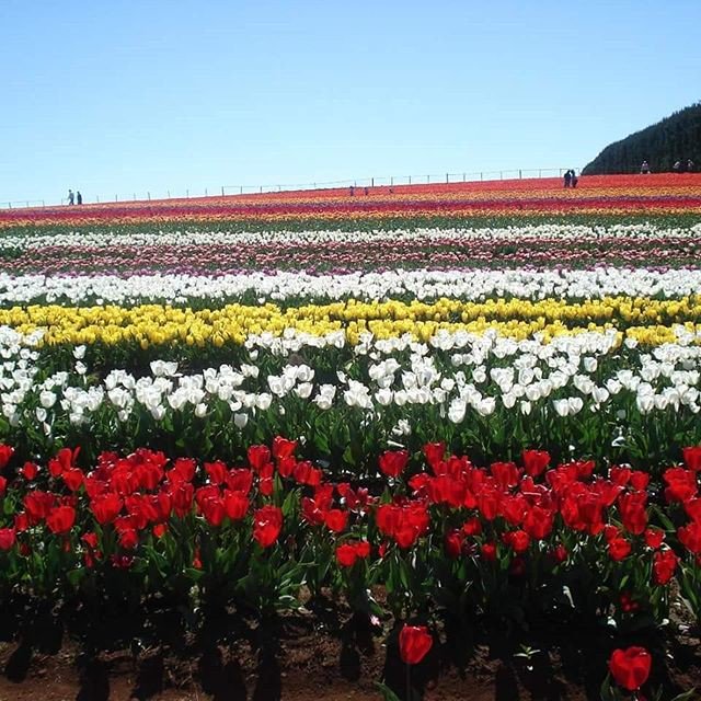 RedRose5515's tweet photo. Reposting @taswegian88:
#australia #straya #visitaustralia #australianaturetours #tablecape #nature #explore #adventure #summer #wonderlust https://t.co/HbpLDdzYq7