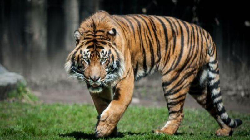 LEXPRESS's tweet image. #Paris Un #tigre s'échappe d'un cirque avant d'être neutralisé ebx.sh/2zzk72S