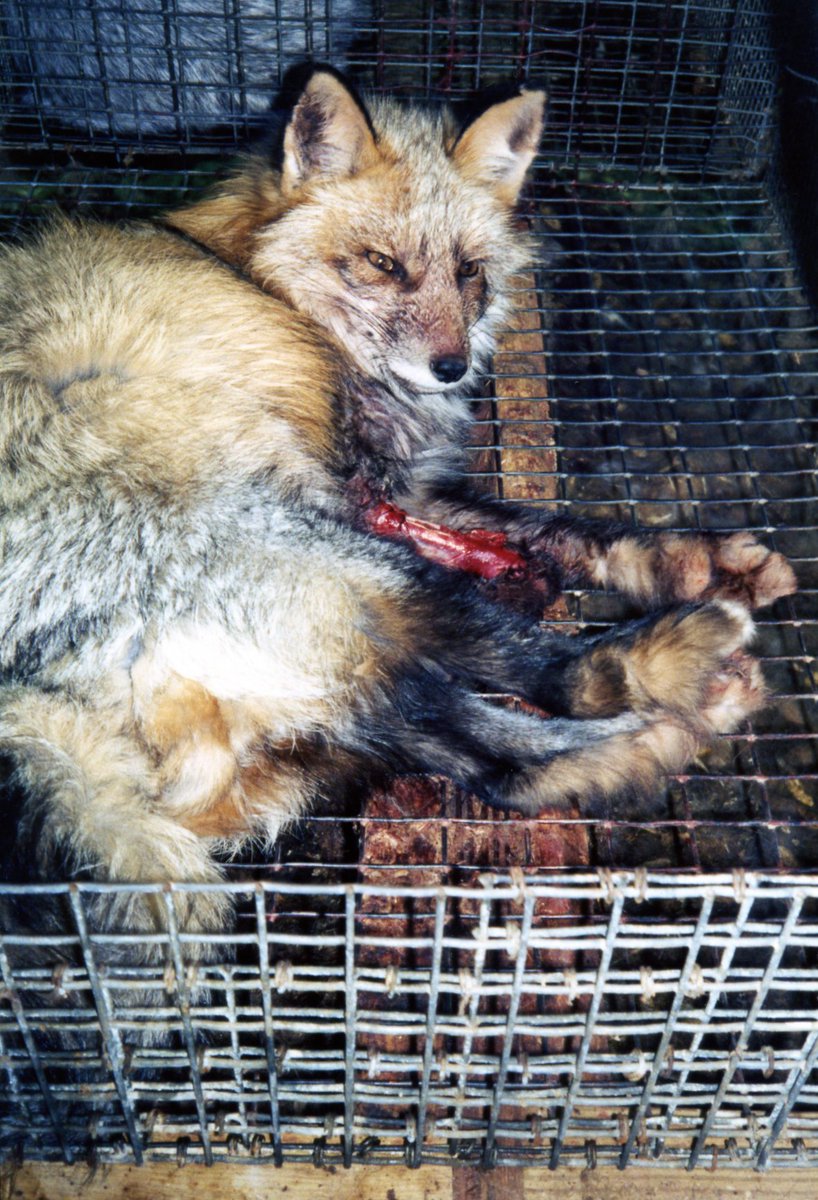 PETAShares's tweet photo. Certain individual foxes can’t take it. They resort to self-harm — their wounds often left untreated 💔 #ForFoxSake #FurFreeFriday https://t.co/3VxKSIlqTW
