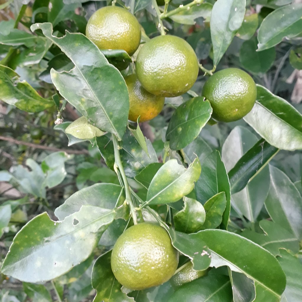 IamRajendranath's tweet photo. #Orange_Tree
Location- Joypur
2411171602 https://t.co/oYup2g1nxA
