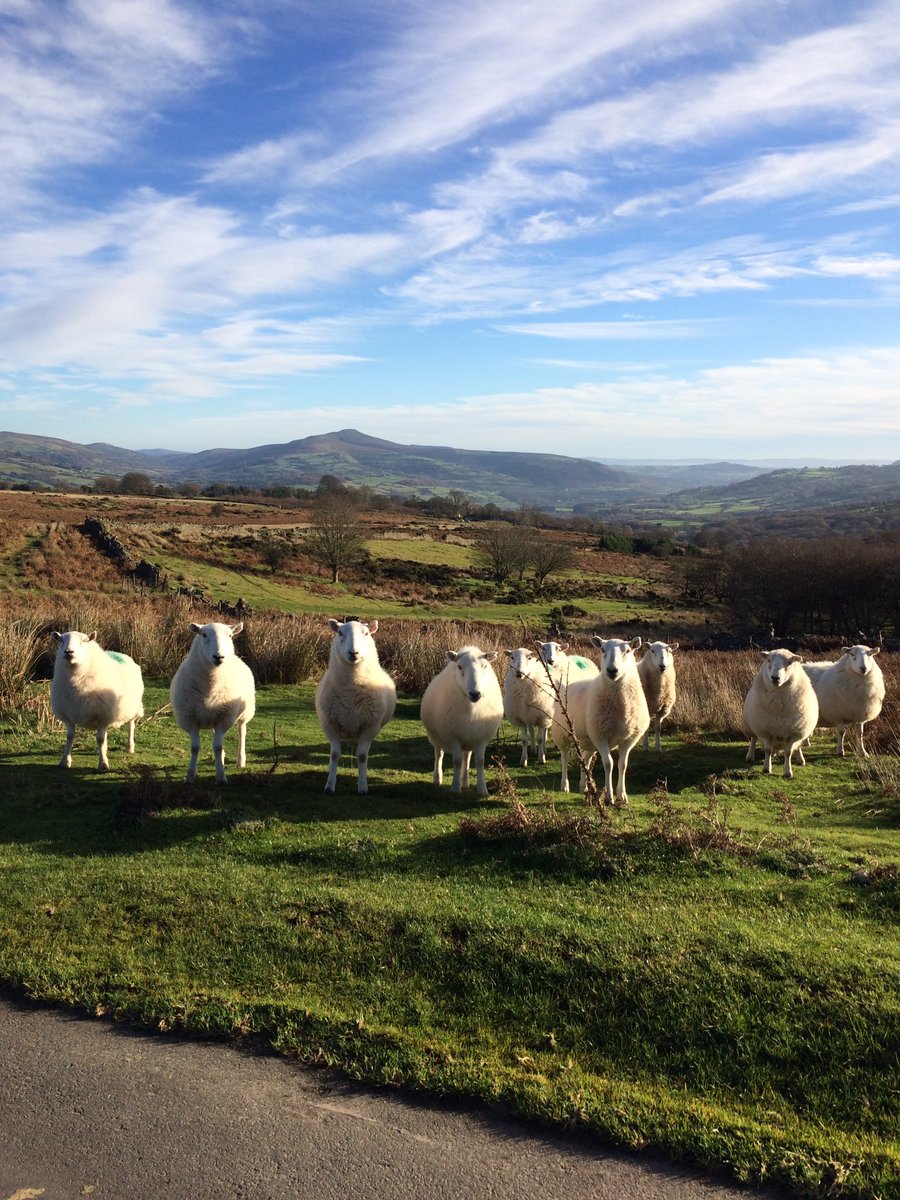 franphillips2's tweet photo. A lovely walk this morning overlooking #theBlackMountains https://t.co/duC5KgMHcK