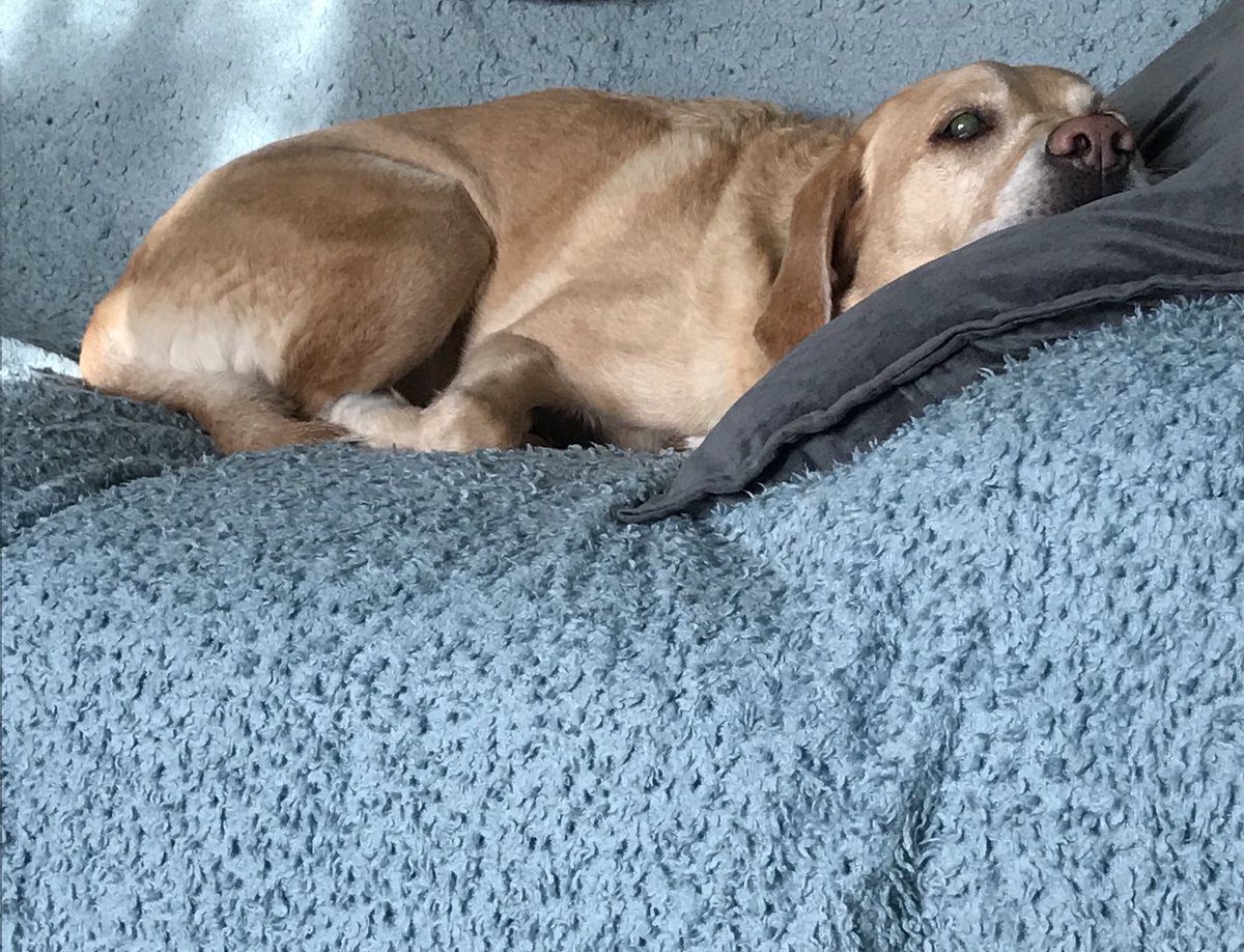 Have a relaxing weekend <a href="/Vets_Kitchen/">Vet's Kitchen</a> <a href="/AppledownRescue/">Appledown Rescue</a> <a href="/69ErsTaxiWaz/">69ers Taxi Dunstable & Luton</a> @DannySnuggles <a href="/AnnMallypax/">Ann Mallypax</a> <a href="/Woofbed/">WoofBed.co.uk Where Dogs Sleep Better</a>